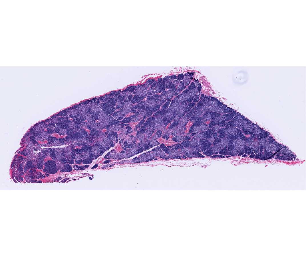 Histology Laboratory Manual