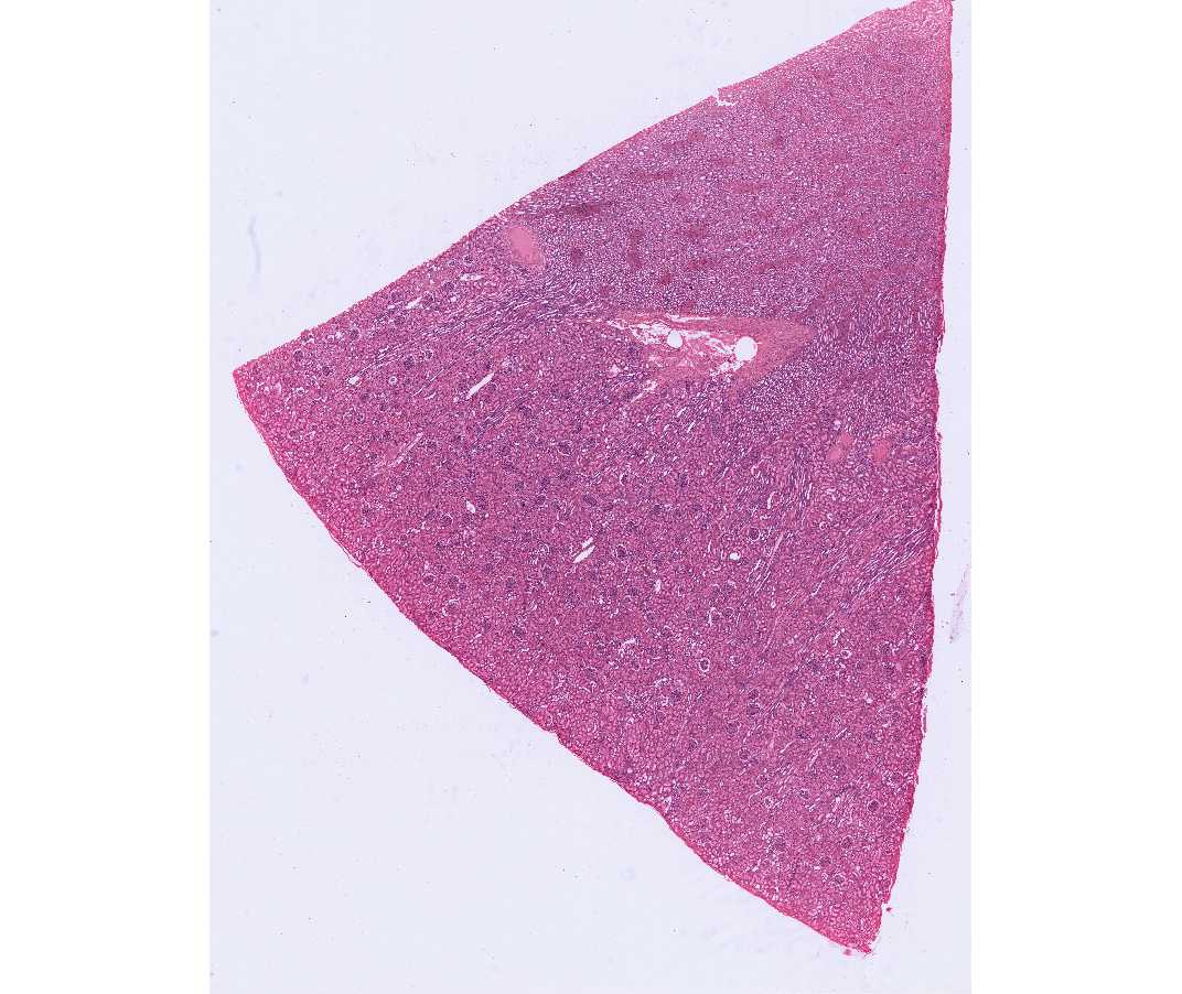 Histology Laboratory Manual, image size:1072x902