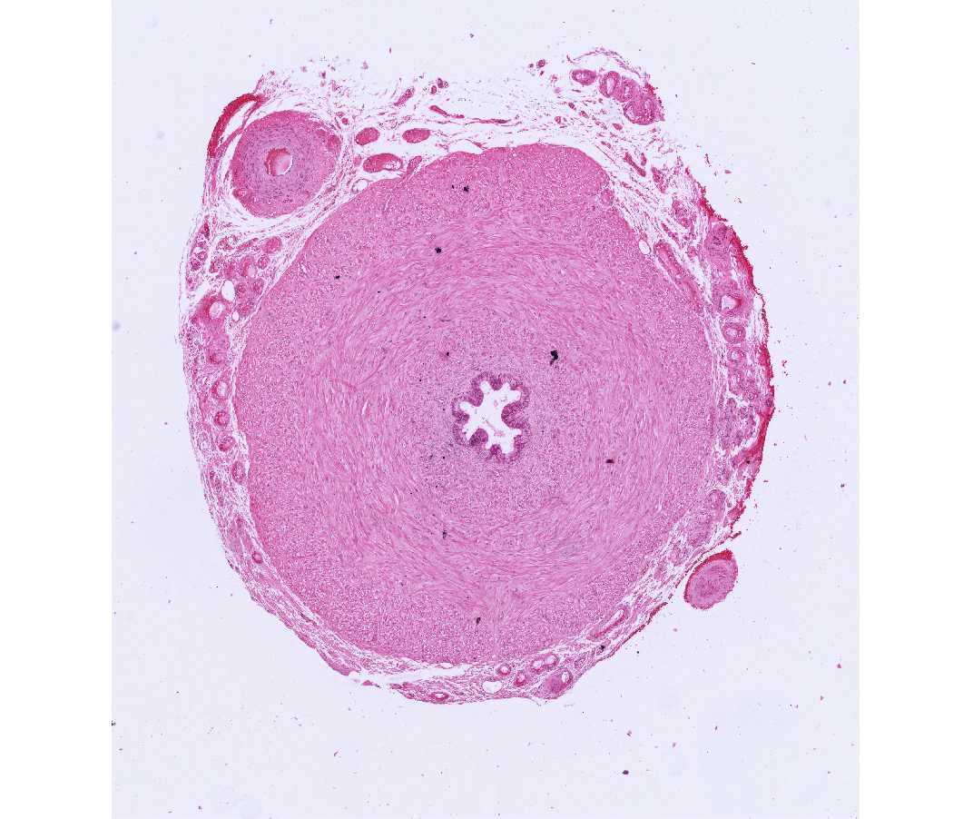 Histology Laboratory Manual