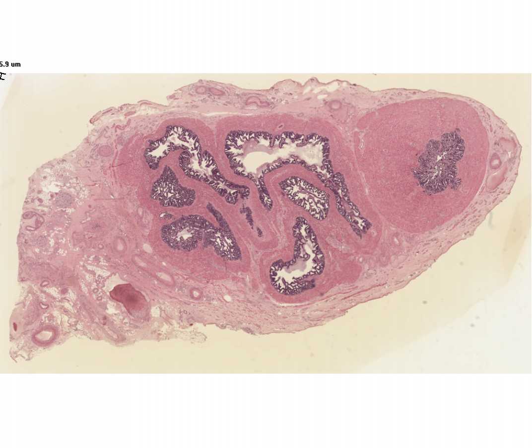 Histology Laboratory Manual