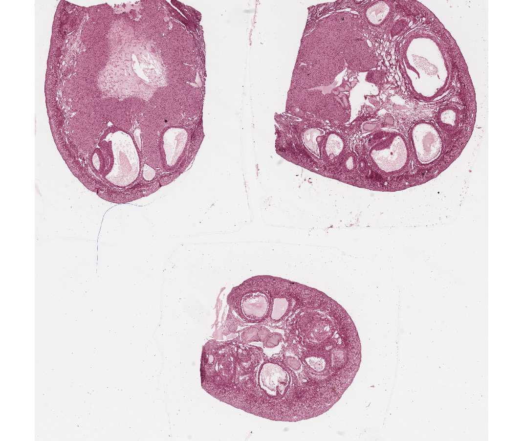 Histology Laboratory Manual
