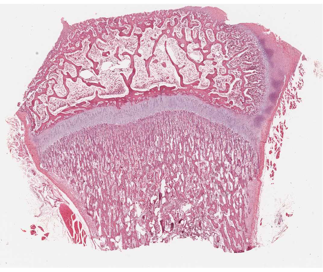 Histology Laboratory Manual