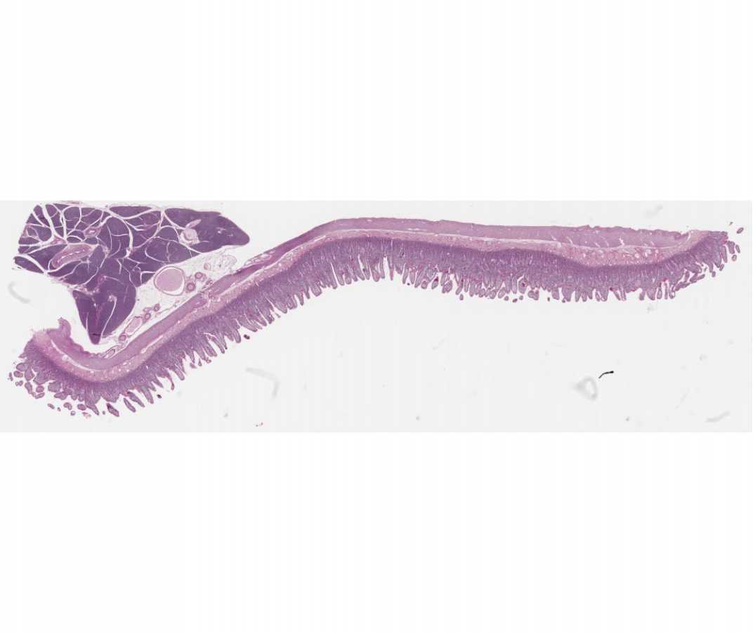 #101a Small Intestine. Guinea Pig, PAS and hematoxylin