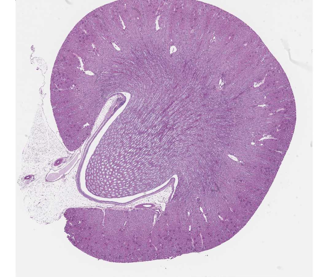 histology laboratory manual kidney histology