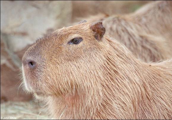capybara powerpoint template