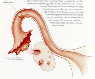 Anatomy And Physiology Of Female Reproductive System Images