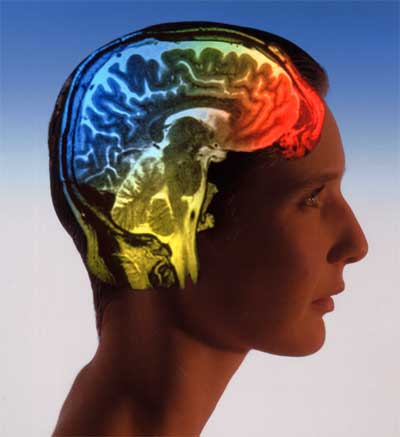 brainprofile.jpg