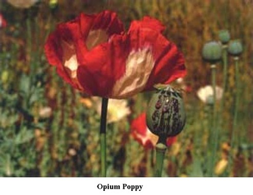 1028_opiumpoppy