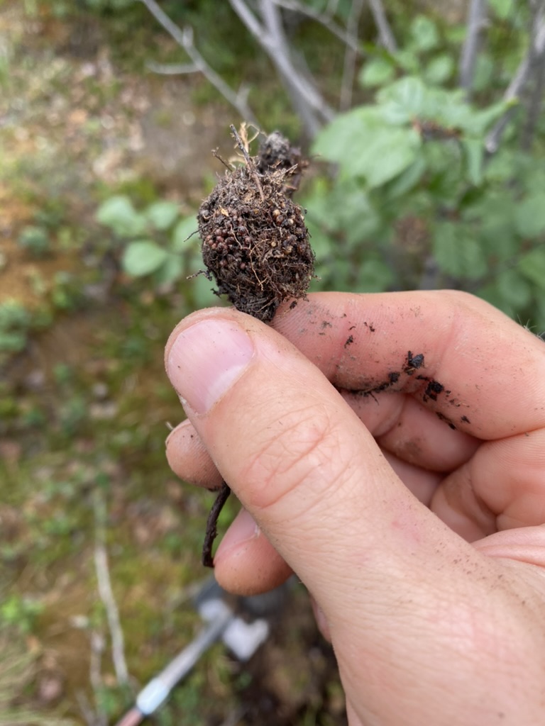 Alder nodules