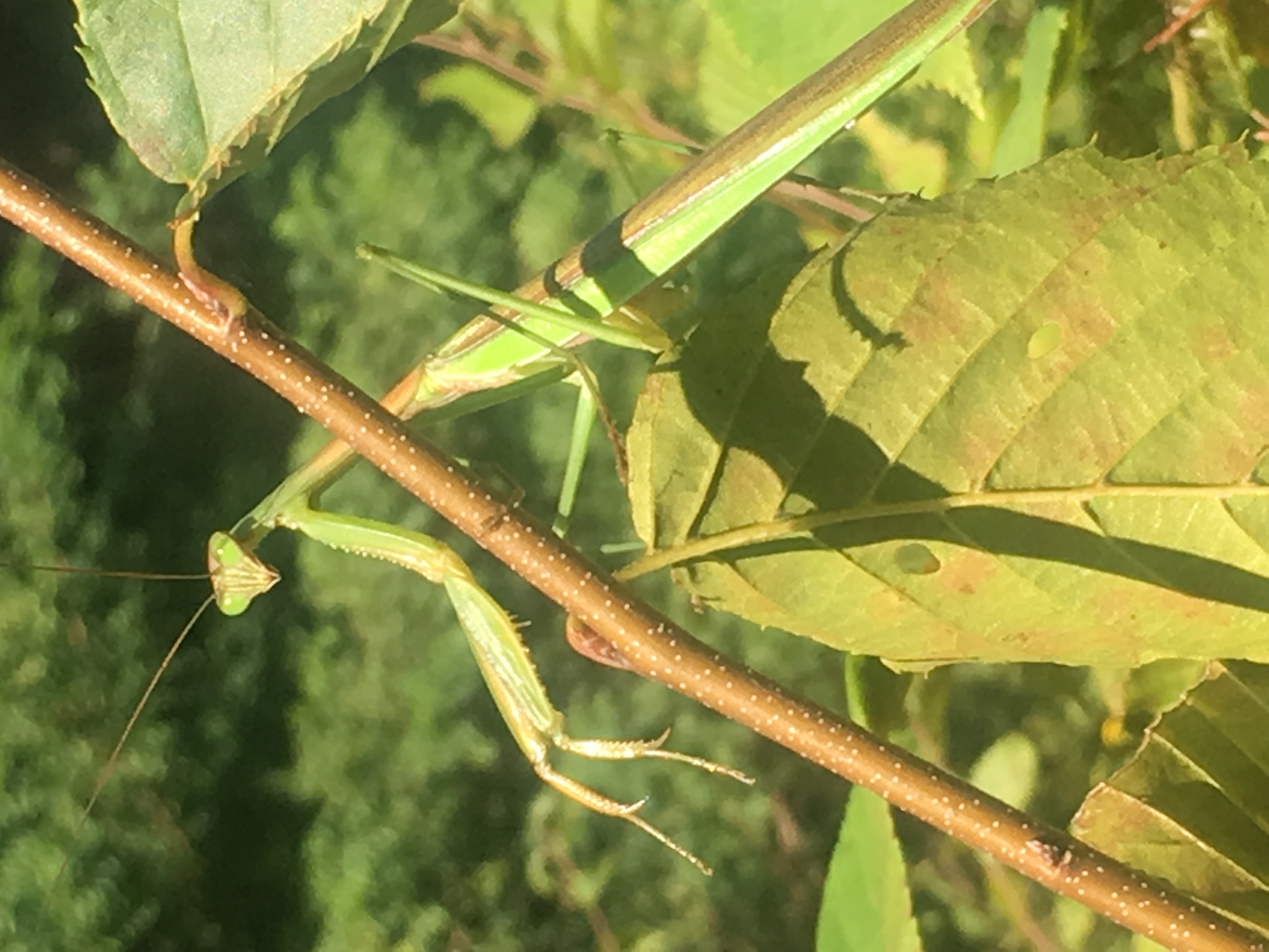 Black Rock Mantis