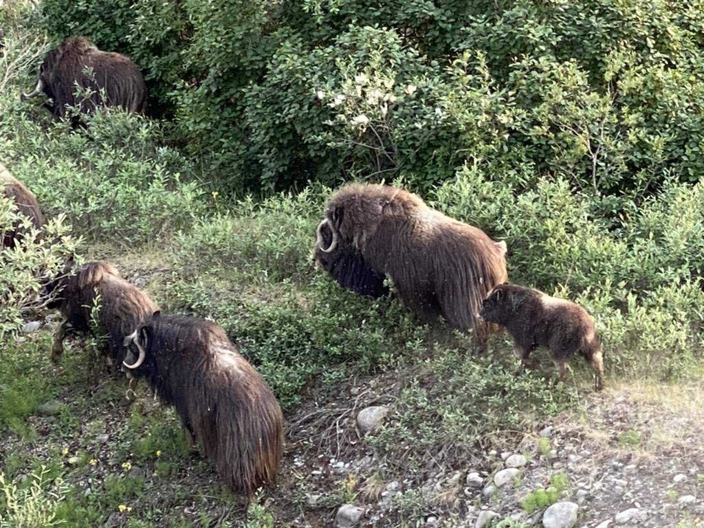 Musk ox