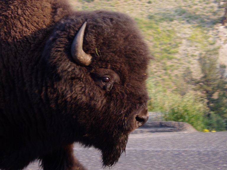 Bison
