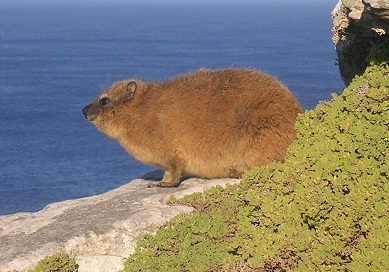 Dassie