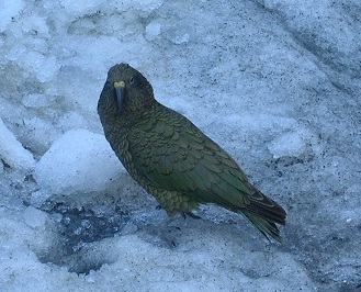 Kea