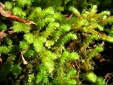 Bryophytes