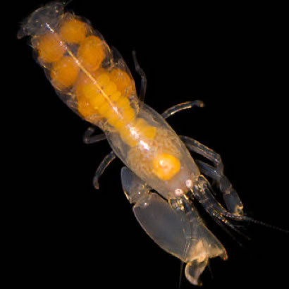 Synalpheus