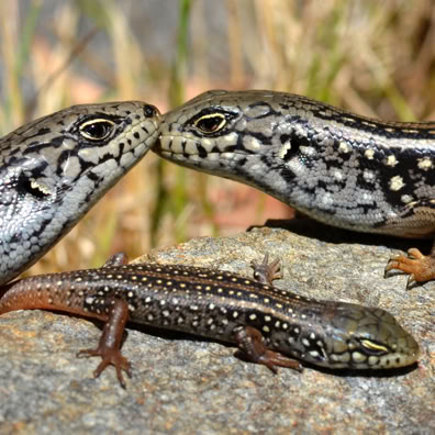Egernia