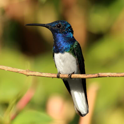Florisuga