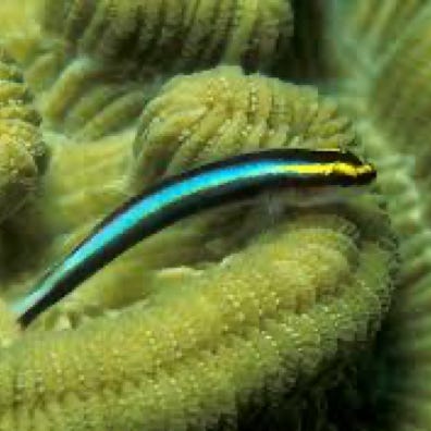 Goby