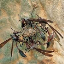 Wasp