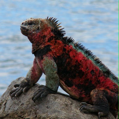 marine iguana