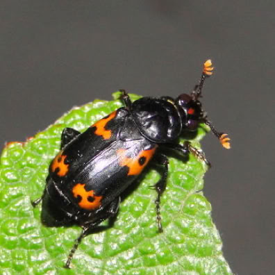 burying beetle
