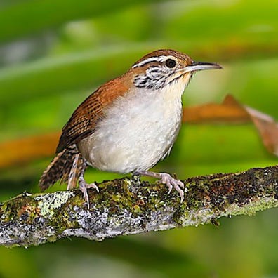 Wren