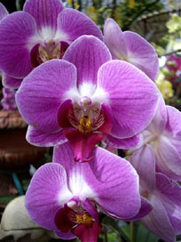 Orquideas