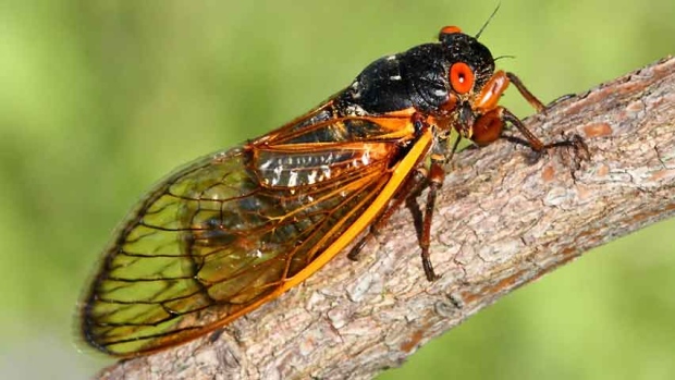 A 17-year locust