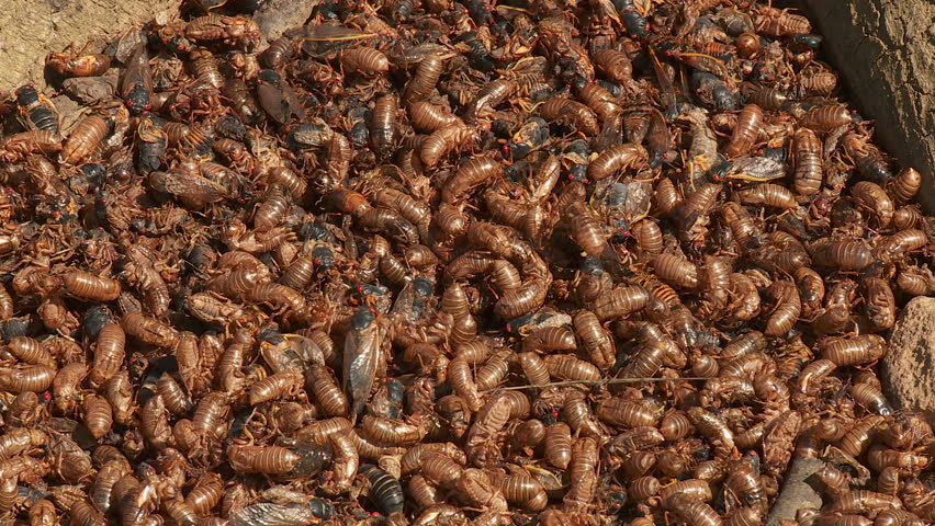 Dead locusts