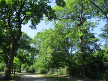 oval04