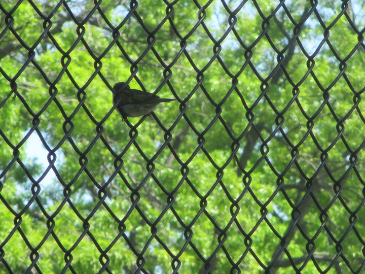 oval11