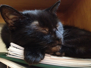 [cat asleep on papers]
