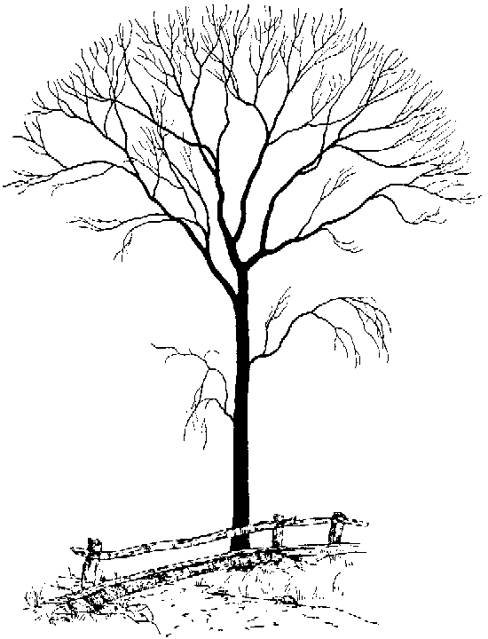 tree