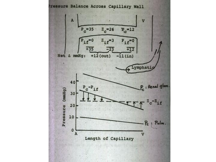 Water flow (filtration/reabsorption) follows the Starling's hypothesis