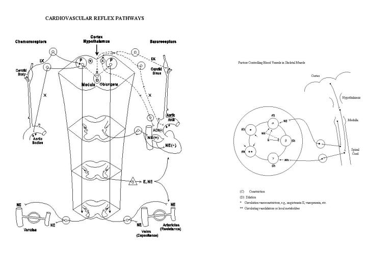 Vasovagal syncope Vasodilation from activating the sympathetic