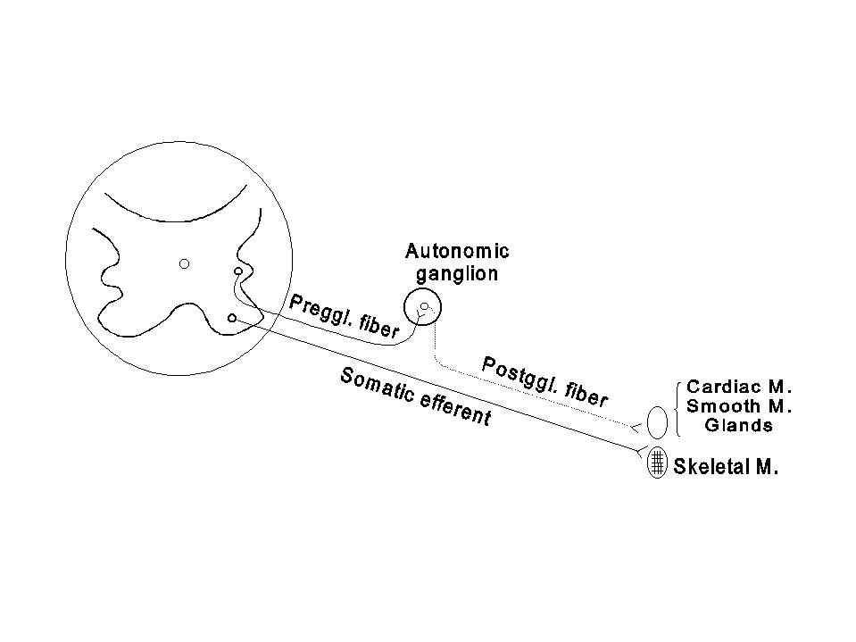 [Get 35+] Schematic Diagram Of Autonomic Nervous System