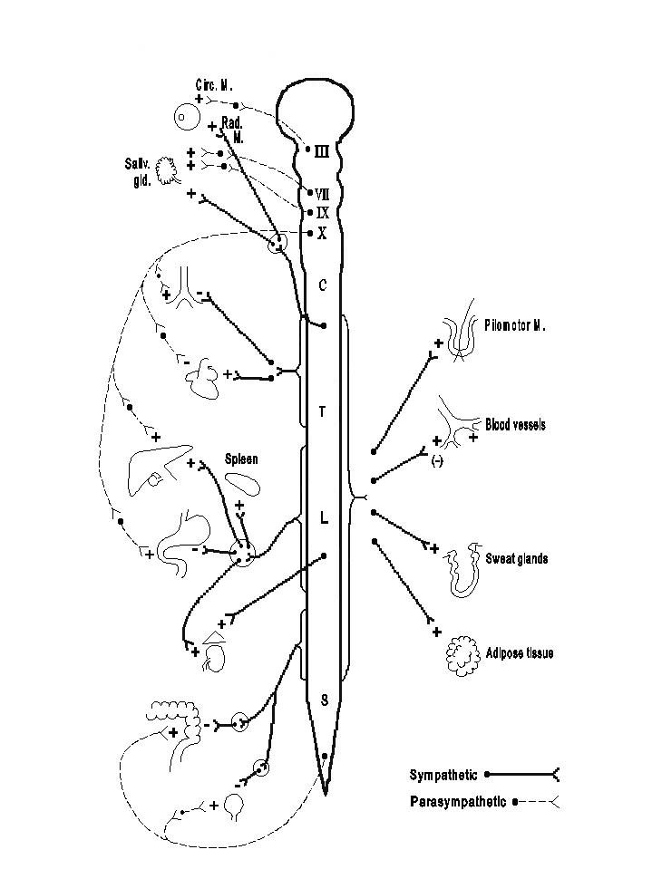 autonomic nervous system receptor chart