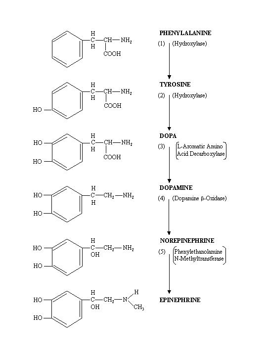 Catecholamine Degradation