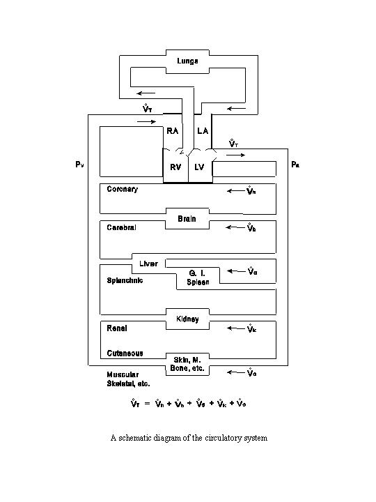 Systemic Blood Flow Chart