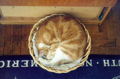 Cat Ouroborous