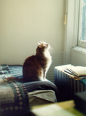 Is that a sparrow?