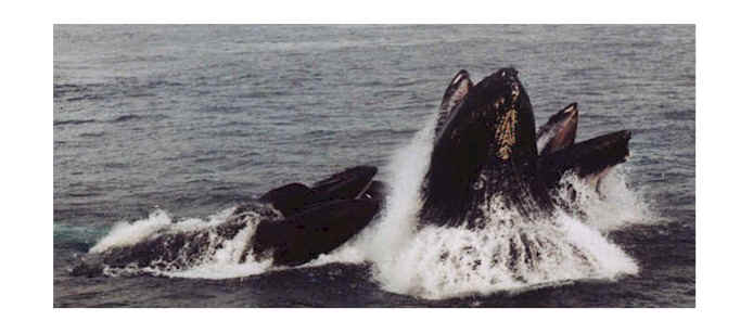 whales