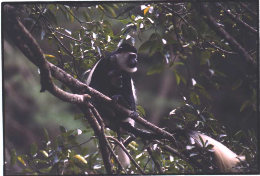 Colobus Mother and Infant