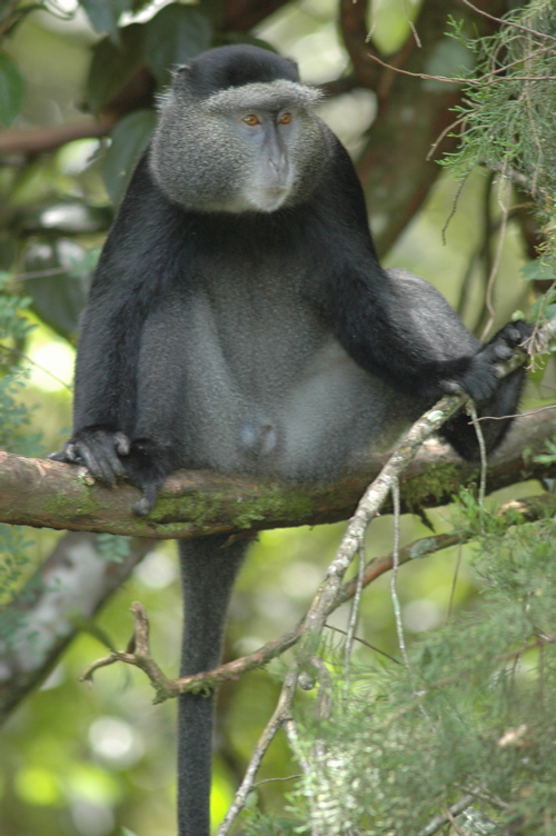 male blue monkey
