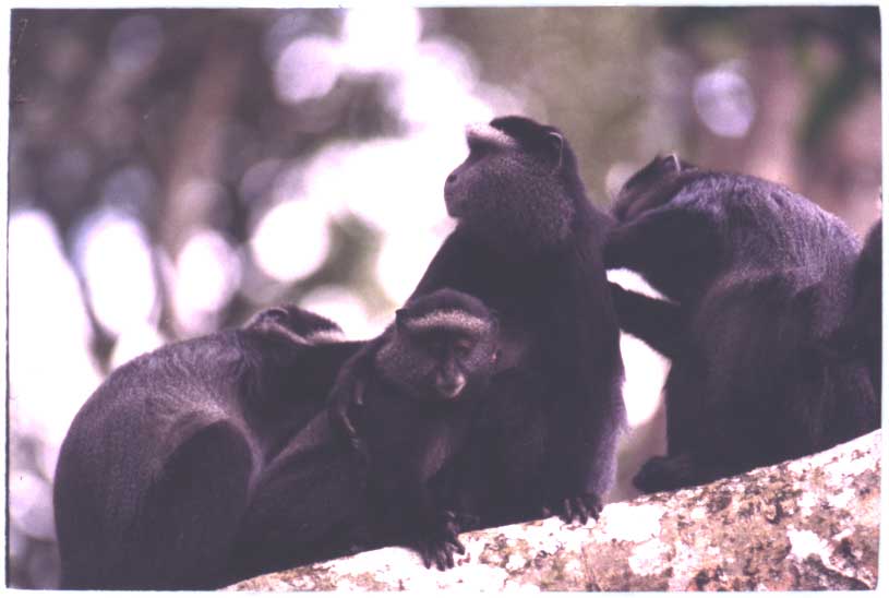 Nursing Female