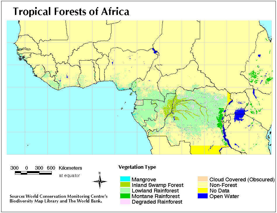 Tropical Forest in Central Africa