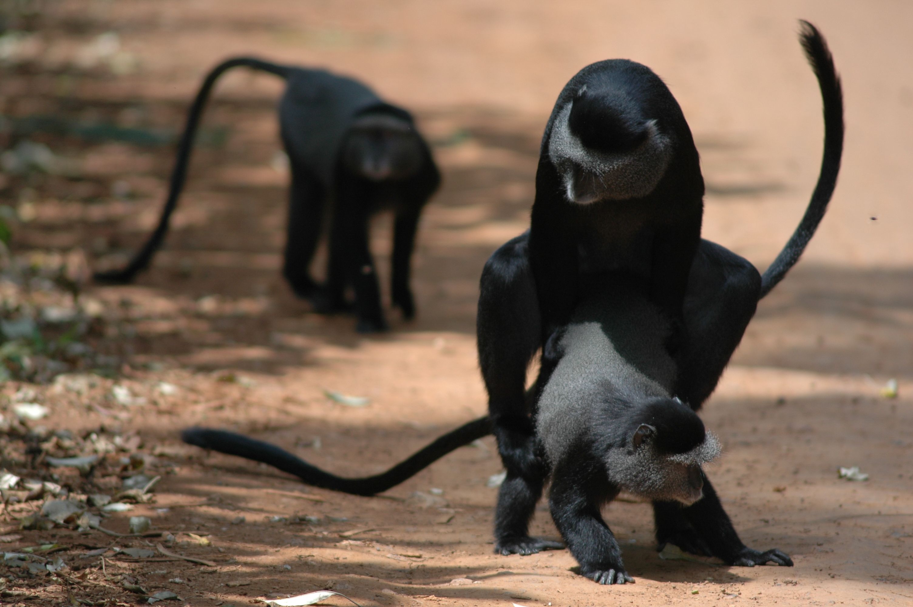 Mating strategies and mating systems Mating strategies and mating systems