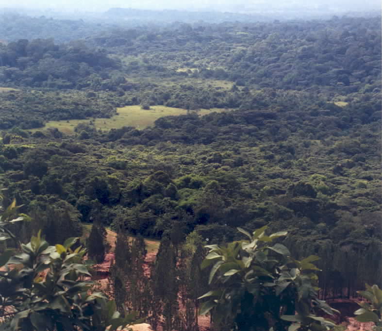 forest from Buyangu Hill