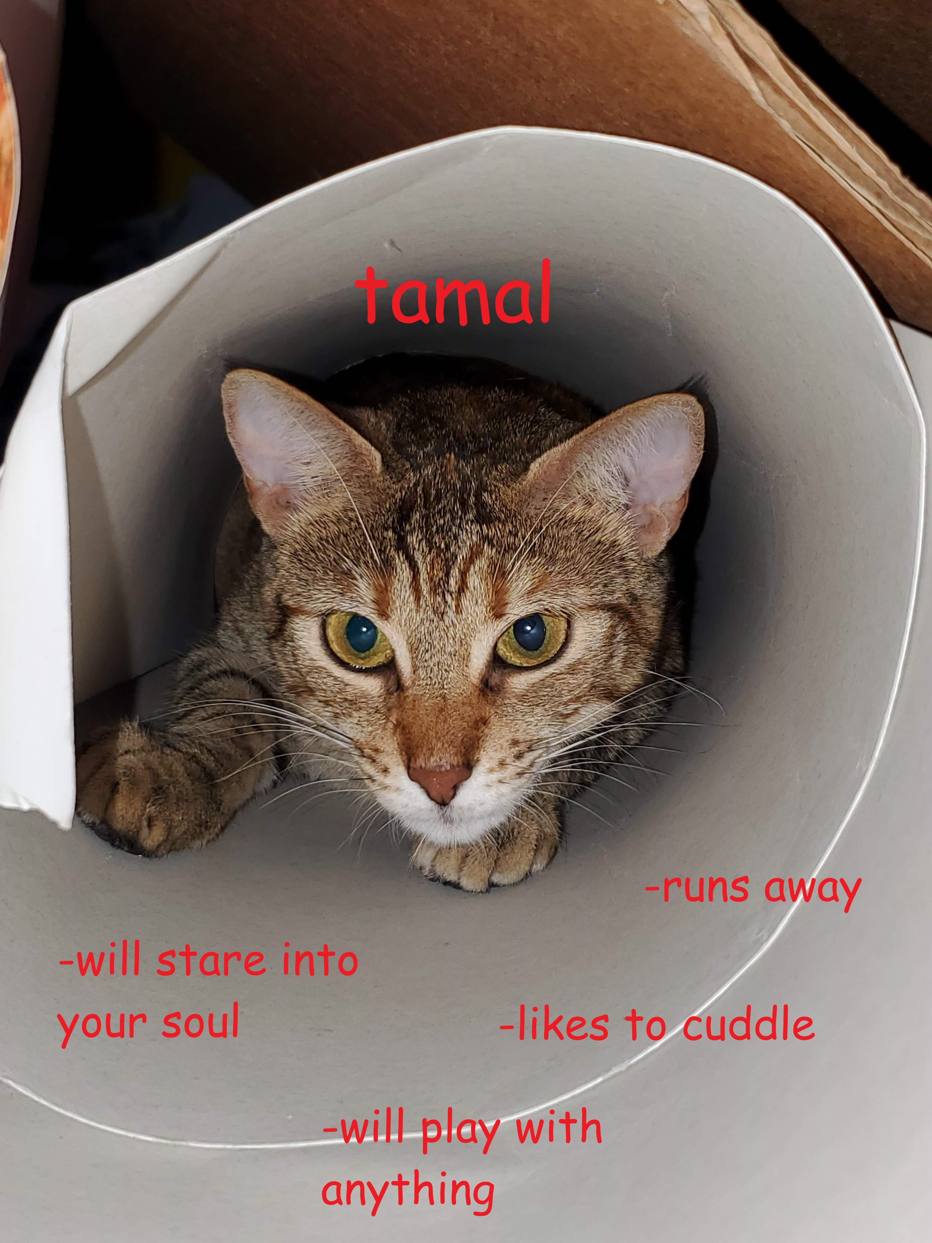 introducing: Tamal Marie, my sister's cat
